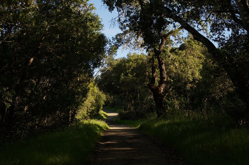 The trail is shaded as it makes its way through woods.