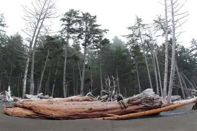 Sitting on large abandoned driftwood.