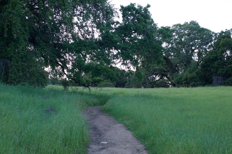 The trail makes its way through a meadow.