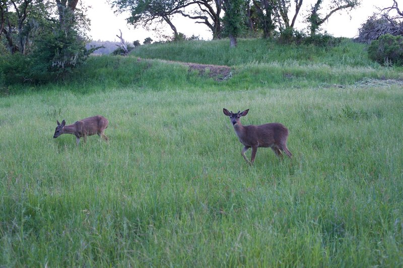 Deer feed in the meadows in the evening.