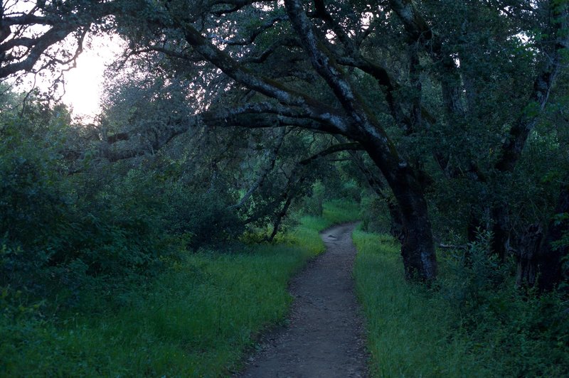 The trail begins to enter a corridor lined with trees.