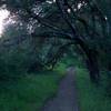 The trail begins to enter a corridor lined with trees.