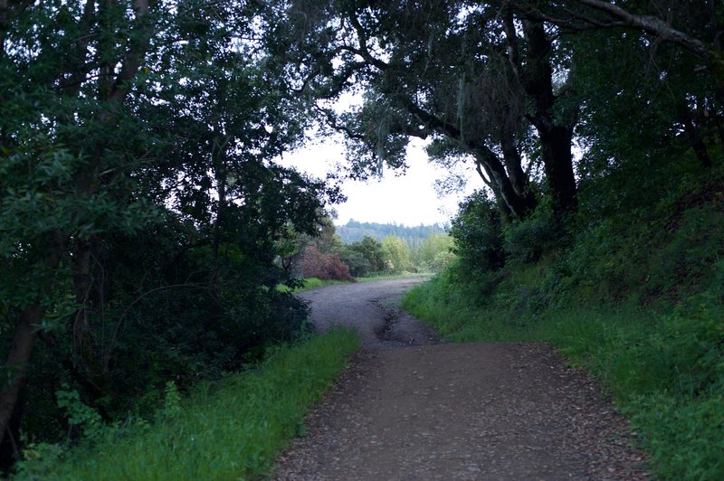 The Spring Ridge Trail as it drops back into the woods.