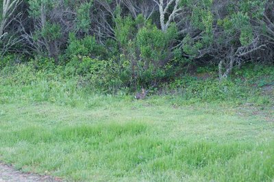 A rabbit feeds by the trail in the evening.