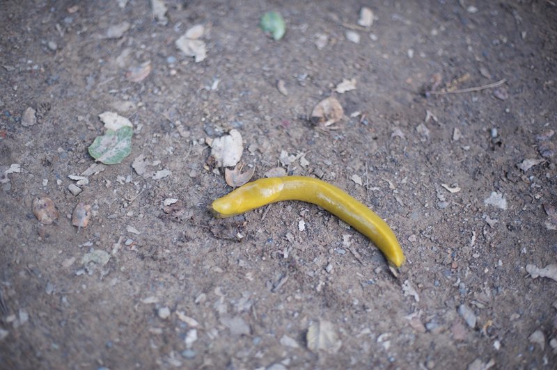 A banana slug on the trail.   Insects and reptiles can be found on the trail, so watch your step.