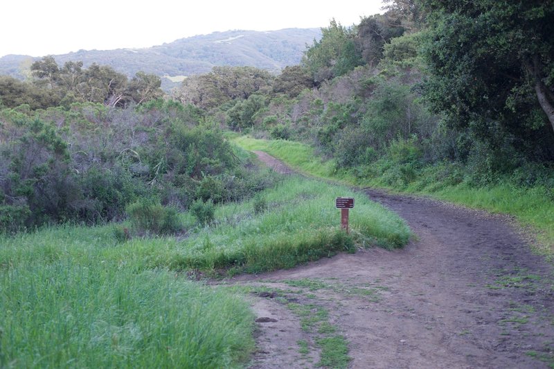 The Betsy Crowder trail drops off to the left coming down the Spring Ridge Trail.