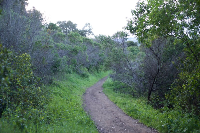 The trail as it runs along the hillside.