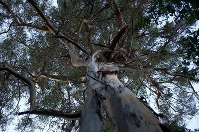 A large Eucalyptus tree in the evening light.