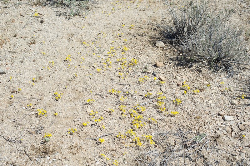 Wildflowers bloom along the trail in the spring.