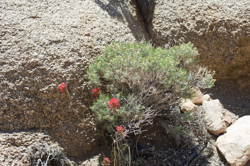 Flowers bloom alongside the trail in the spring.