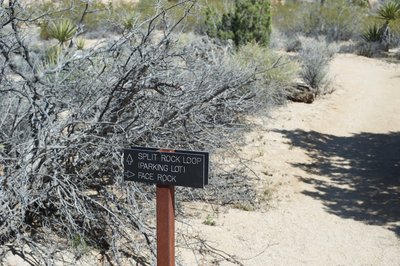 The trail to Face Rock breaks off from the main trail at this point.  It's roughly .1 miles out and .1 miles back to the Split Rock Loop Trail.