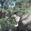 A large tree, a rarity in the desert, provides shade for rest at this point.