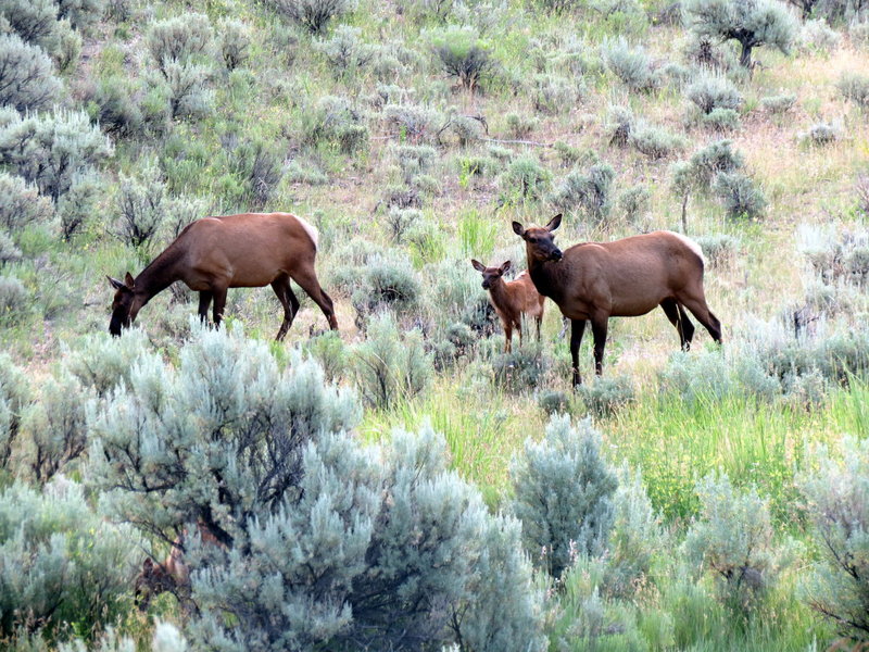 Elk enjoy the greenery near the Gardiner River.