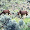 Elk enjoy the greenery near the Gardiner River.