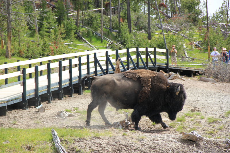 Bison on Mud Volcano.