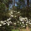 One of the many Dogwood trees you can see along the trail.