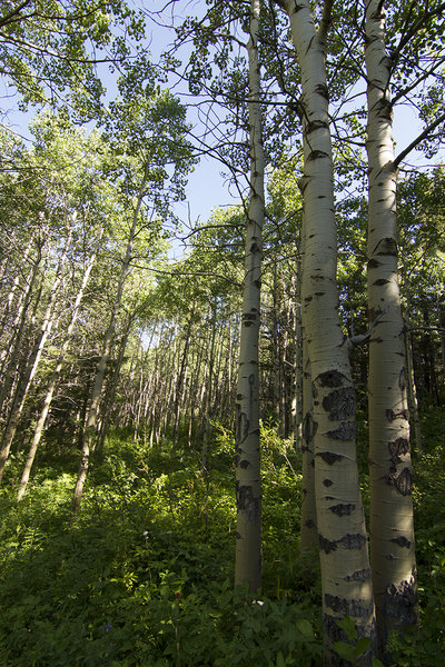 View from the beginning of the Dry Fork Trail.