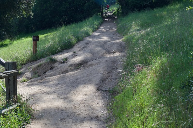 The first intersection with the Meadow Trail drops off to the left of the trail at the path continues uphill.