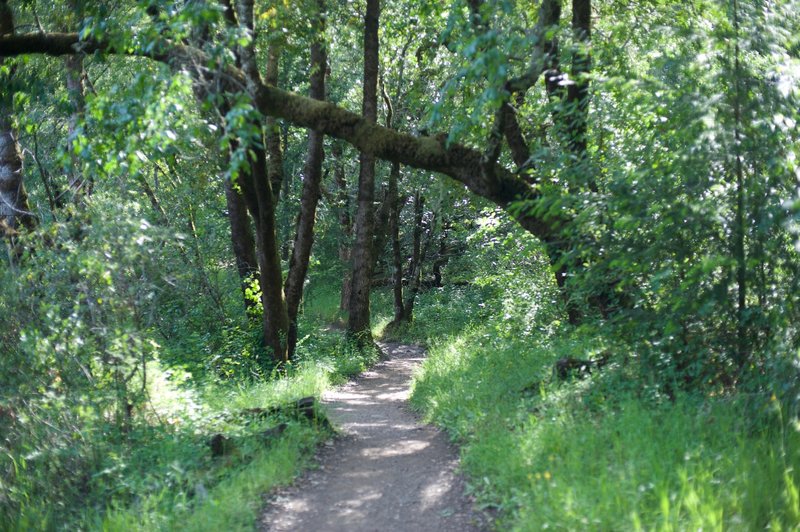 The trail drops into the woods as it approaches the creek.