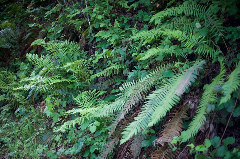 Ferns line the trail on the left hand side of the trail. On the right hand side, the trail drops steeply into the gulch.