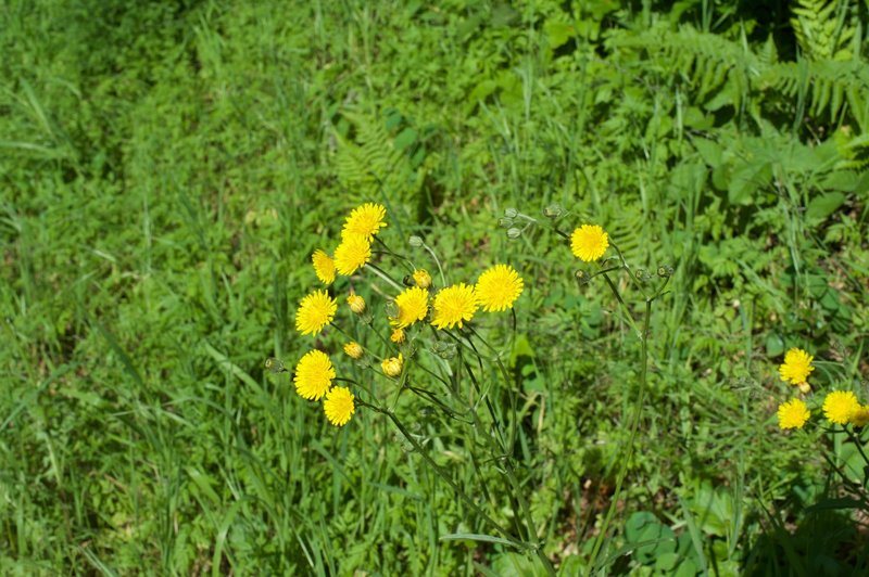 Flowers can be seen in small, open areas along the trail in the spring.