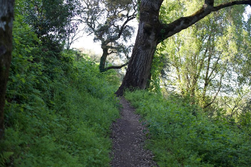 The trail as it climbs the hillside. In the spring, it can be overgrown if there has been a lot of rain.