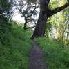 The trail as it climbs the hillside. In the spring, it can be overgrown if there has been a lot of rain.