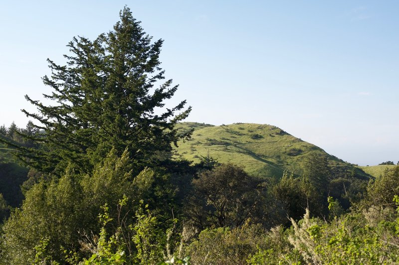 The Anniversary Trail as it makes its way up Windy Hill.