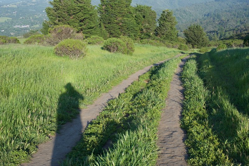 The Spring Ridge Trail as it drops from Skyline Boulevard back into the preserve.