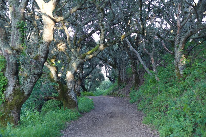 The trail enters a shaded grove of trees, a nice break from the sun.