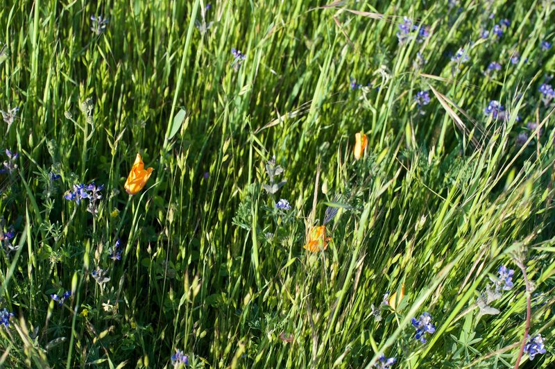 California poppies and other flowers bloom in the tall grass beside the trail.