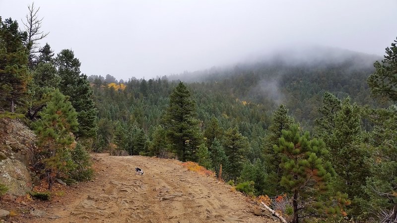 Fog on the hillside along Switzerland Trail.