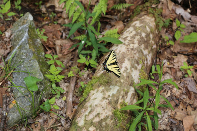 Butterfly on the West side of the trail about 4 miles in.