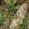 Butterfly on the West side of the trail about 4 miles in.