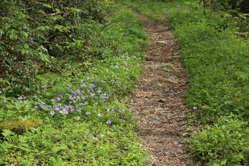 Narrow singletrack trail 4 miles in. Cool and pleasant. Little River is to the South.