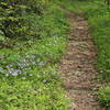 Narrow singletrack trail 4 miles in. Cool and pleasant. Little River is to the South.