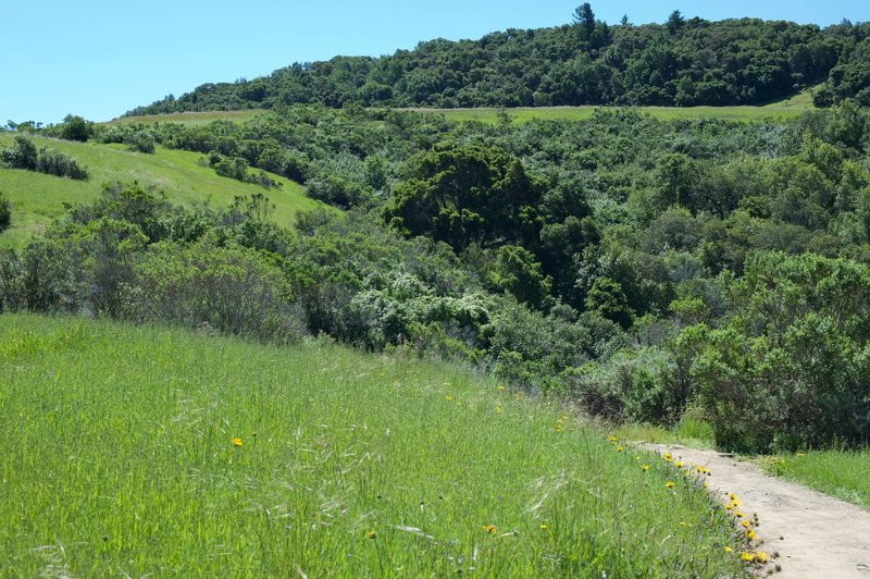 The trail as it hugs the hillsides.  Wildflowers bloom in the open spaces beside the trail.