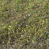 Several varieties of wildflowers can be seen in the spring alongside the trail.