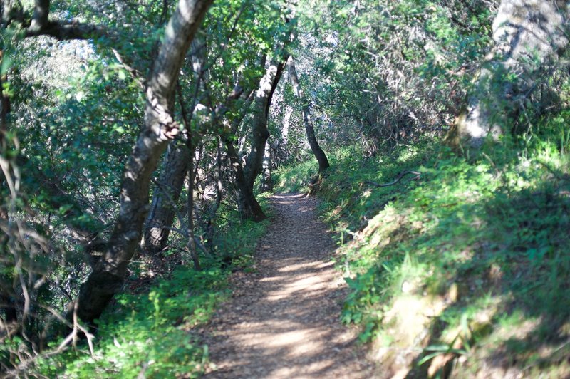 The trail enters the woods and has nice shade through this section.