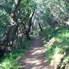 The trail enters the woods and has nice shade through this section.