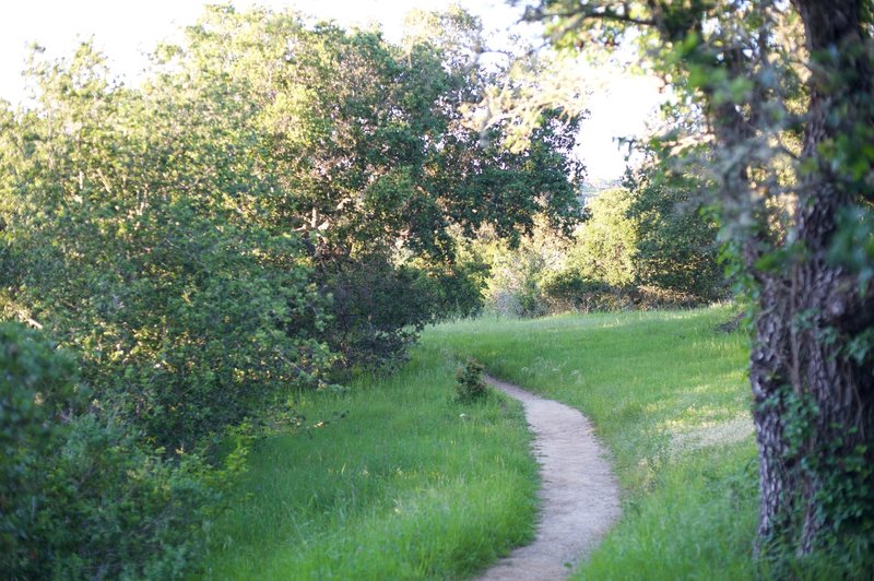 The trail narrows after it passes the Old Stage Road and approaches the Edgewood Trail.