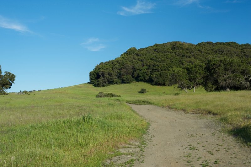 The Serpentine Trail begins to make its way from the Edgewood Trail.