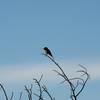 A hummingbird rests in the evening alongside the trail.