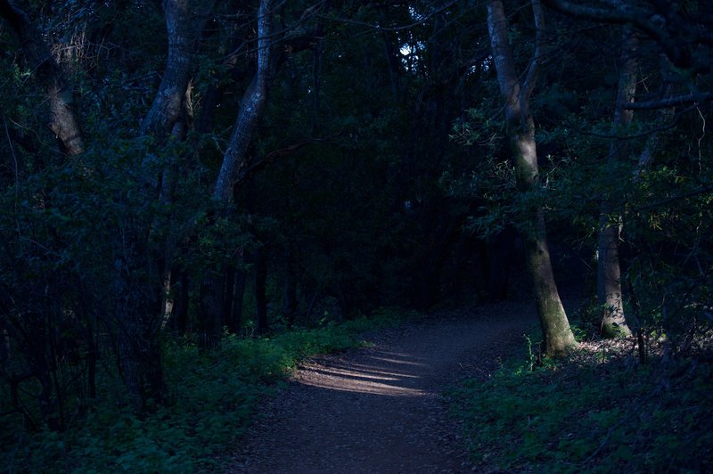 The trail enters the woods and the shade of the trees.