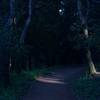 The trail enters the woods and the shade of the trees.