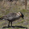 Nene hanging out near the parking area.