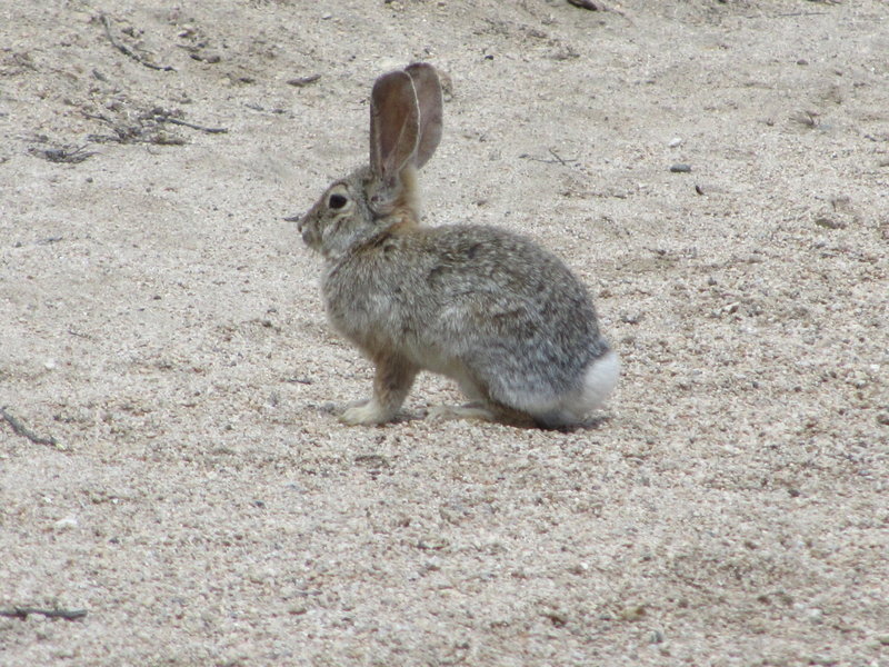 Rabbit on water washout, just as you start your hike.