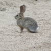 Rabbit on water washout, just as you start your hike.