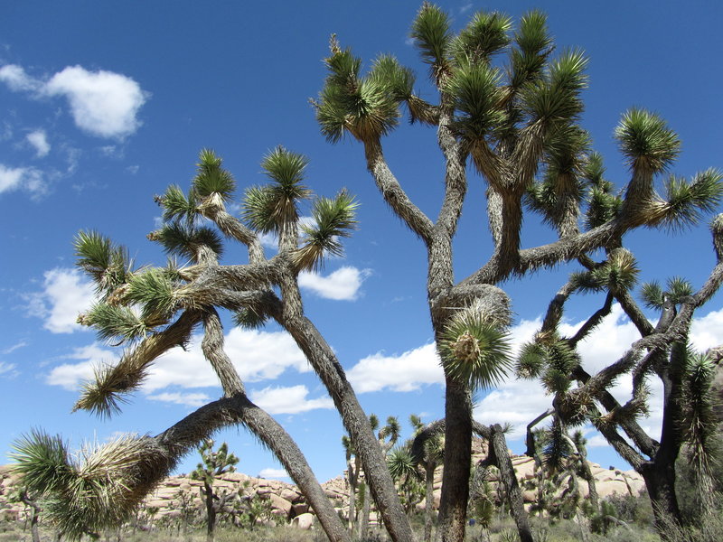 Fanfare of the Joshua Tree, just after passing the Petroglyphs