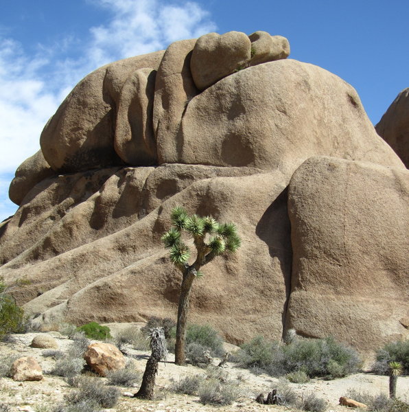 Joshua Tree National Park's two stars - A Joshua Tree and a Boulder